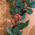 Cotoneaster pannosus Φρούτο