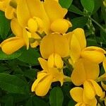 Genista monspessulana Blüte