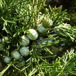 Chamaecyparis thyoides Fruit