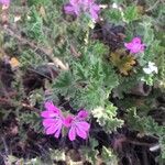 Pelargonium graveolens花