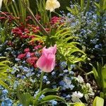 Tulipa gesneriana Квітка