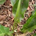 Anthurium hookeri Leaf