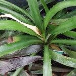 Bromelia pinguin List