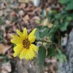 Helianthus strumosus Virág