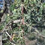 Vachellia exuvialis Blatt