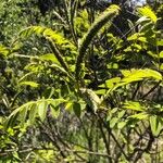 Amorpha fruticosa Deilen