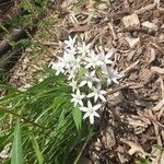 Ornithogalum umbellatumList