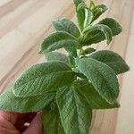 Mentha longifolia Folha