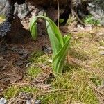 Cypripedium acaule 叶