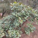 Butea monosperma Frunză