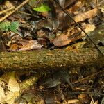 Pycnobotrya nitida Φλοιός