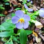 Exacum trinervium Flower