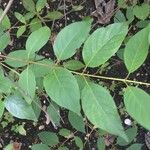 Cephalanthus occidentalis Hábito