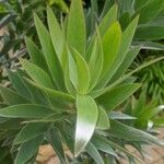 Leucadendron argenteum 葉