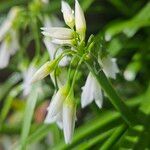 Allium triquetrum Květ