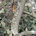 Ficus thonningii Bark