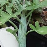 Senecio articulatus Feuille