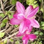 Curcuma aromatica फूल
