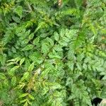 Rubus thibetanus Hoja