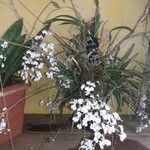 Ionopsis utricularioides Bleunienn