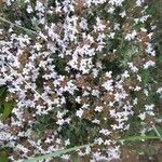 Thymus algeriensis Kwiat
