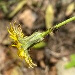 Aetheorhiza bulbosa Kwiat