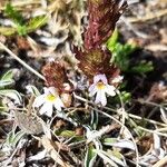 Euphrasia alpinaЦветок