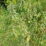 Leonurus quinquelobatus Flor