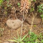 Aloe amudatensis Flor
