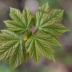 Acer pseudoplatanus Hoja