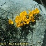 Cytisus ardoinoi Other