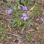 Viola pedata Flower