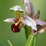 Ophrys apifera Virág