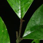 Piptostigma oyemense Yaprak