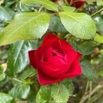 Rosa × odorata Žiedas