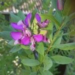 Polygala myrtifoliaFlower