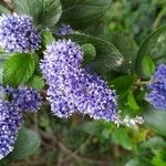 Ceanothus arboreus Λουλούδι