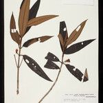 Henriettea martiusii List
