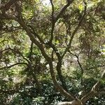 Diospyros whyteana Hábito
