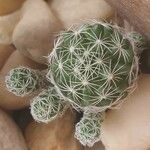 Mammillaria vetulaRusca