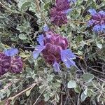 Salvia dorrii Flower