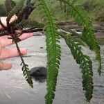 Hydrostachys polymorpha Blatt
