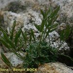 Draba dubia Hábito