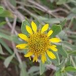 Borrichia frutescens Flower