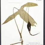 Urospatha sagittifolia ᱵᱟᱦᱟ
