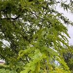 Gleditsia sinensis Blad