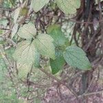 Clematis chrysocoma Hoja