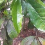 Pouteria caimito Leaf