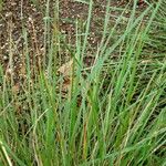 Helictochloa pratensis Blad