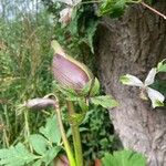 Angelica gigas Fiore